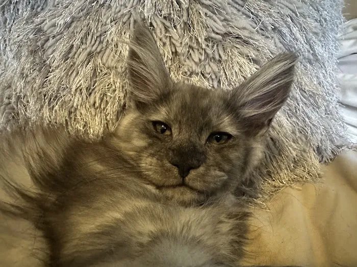 Mystic Mountain Maine Coons Picture 3