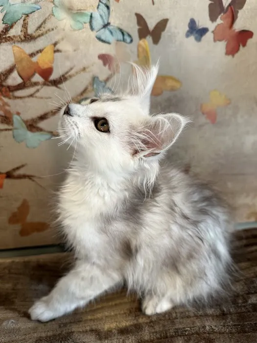 Mystic Mountain Maine Coons Picture 4