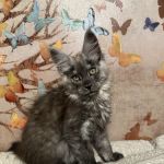 Mystic Mountain Maine Coons