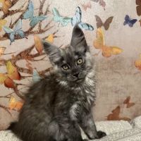 Mystic Mountain Maine Coons ico