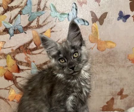 Mystic Mountain Maine Coons