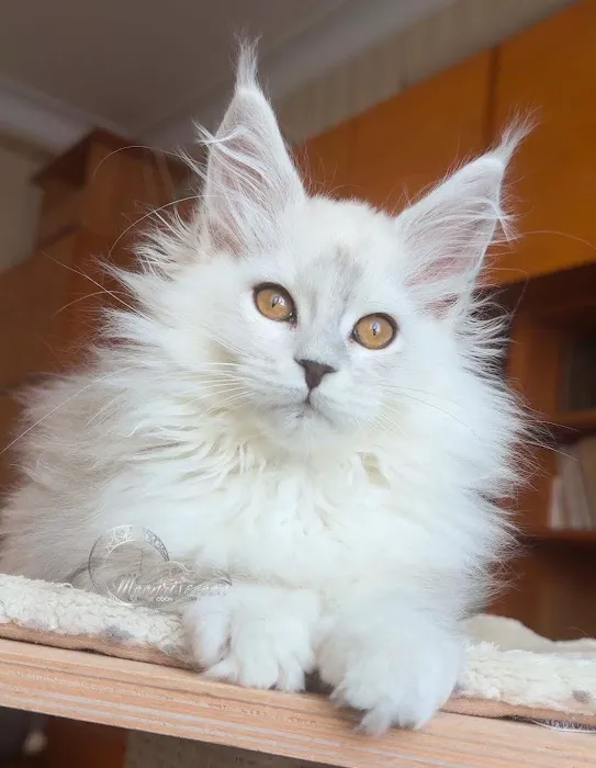 Mystic Mountain Maine Coons Picture 2