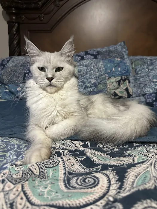 Mystic Mountain Maine Coons Picture 6