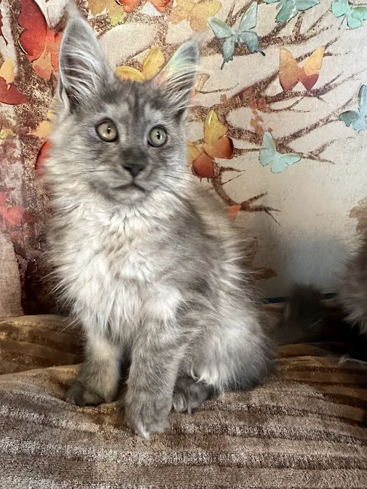 Mystic Mountain Maine Coons Picture 9