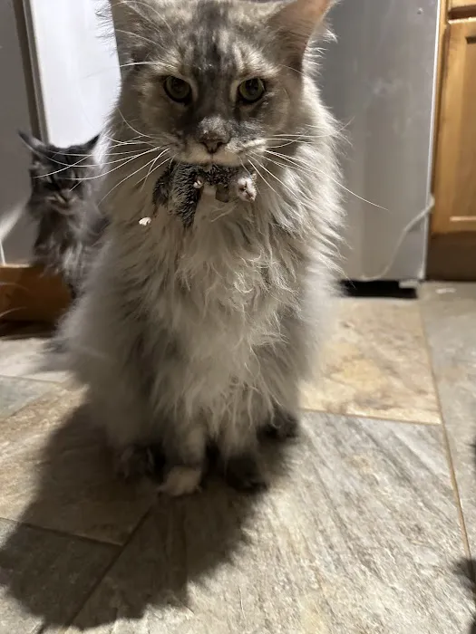 Mystic Mountain Maine Coons Picture 5