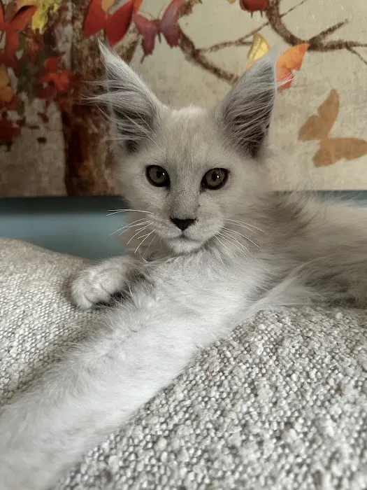 Mystic Mountain Maine Coons Picture 8