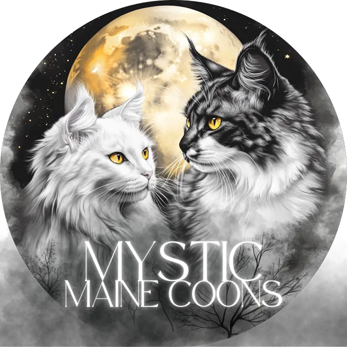 Mystic Mountain Maine Coons Picture 10