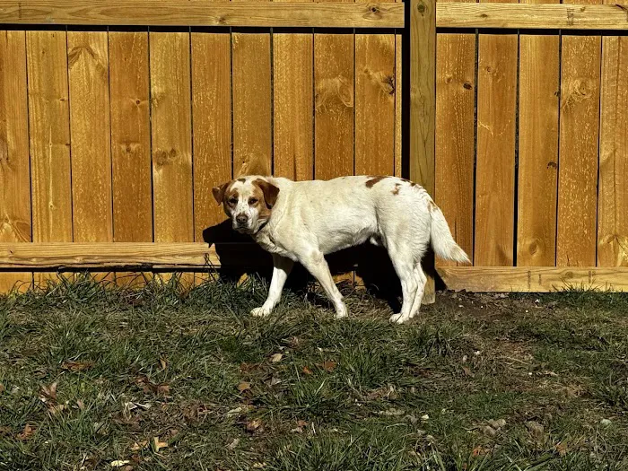 Blue Ridge Animal Hospital Inc Picture 3