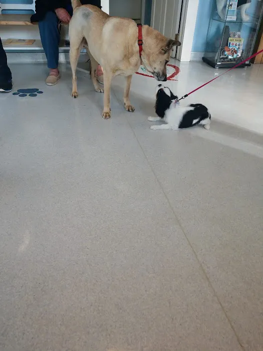 Blue Ridge Animal Hospital Inc Picture 9