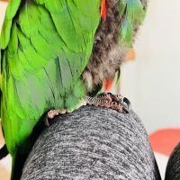 Blue Ridge Animal Hospital Inc ico