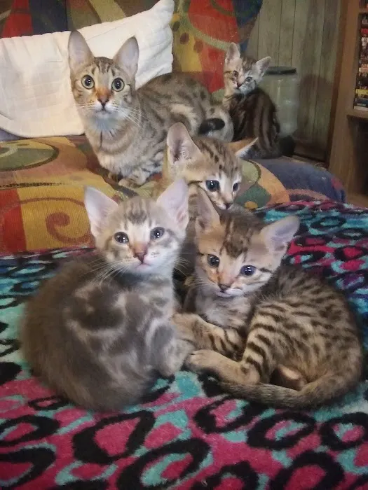 Blue Ridge Mountain Bengals Picture 10
