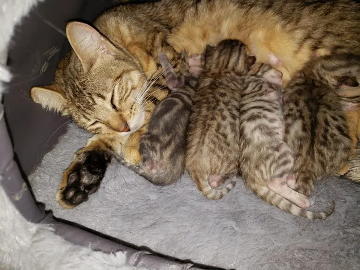 Blue Ridge Mountain Bengals Picture 4