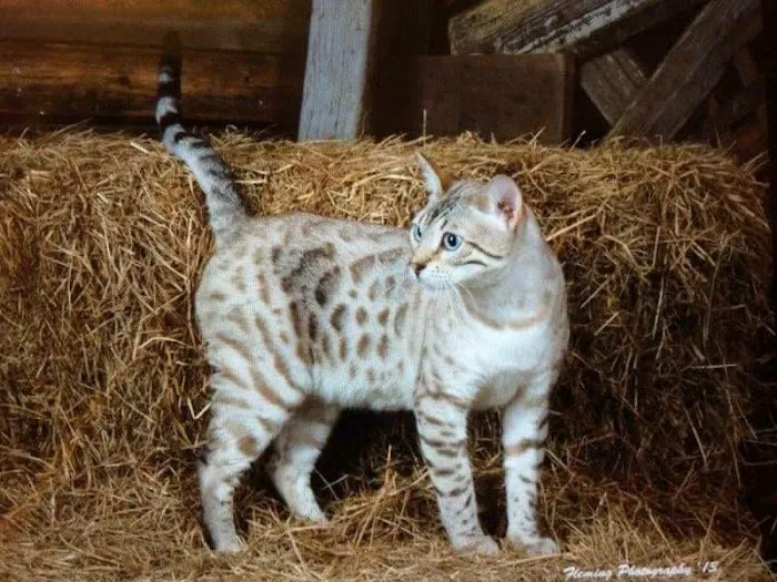 Blue Ridge Mountain Bengals Picture 6