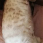 Blue Ridge Mountain Bengals