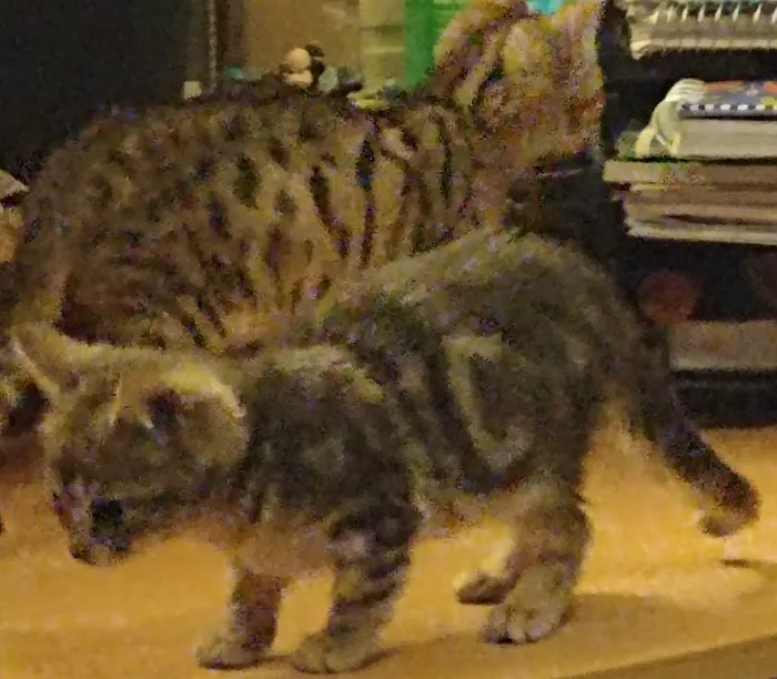 Blue Ridge Mountain Bengals Picture 9