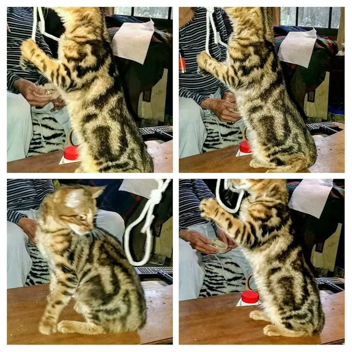 Blue Ridge Mountain Bengals Picture 8