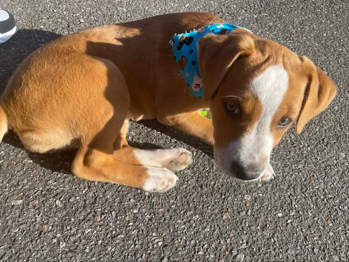 Morganton Animal Clinic Picture 5