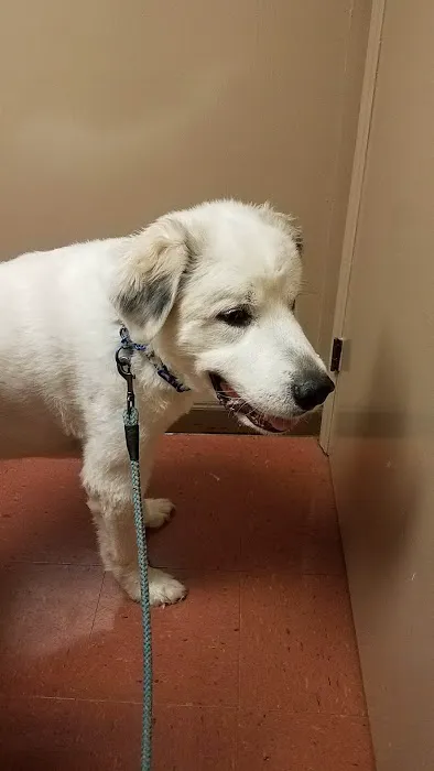 Morganton Animal Clinic Picture 1