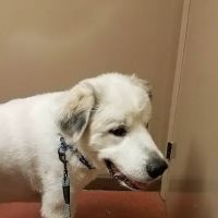 Morganton Animal Clinic ico