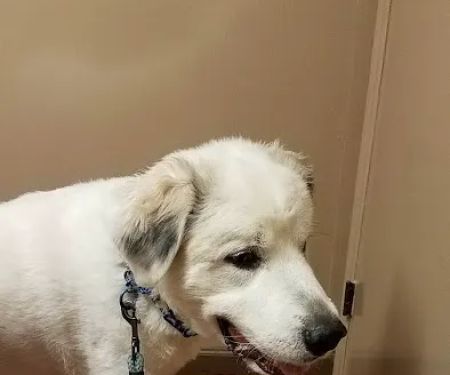 Morganton Animal Clinic