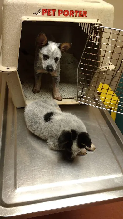 Morganton Animal Clinic Picture 2