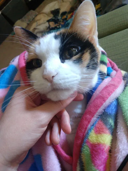 Morganton Animal Clinic Picture 4