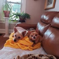 Healthy Petz Family Vet ico