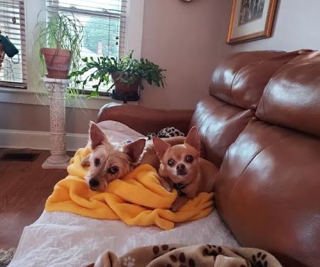 Healthy Petz Family Vet