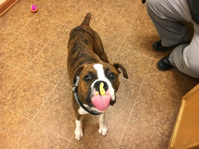 Paws of Hope Veterinary Clinic Picture 9