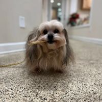 Paws of Hope Veterinary Clinic ico