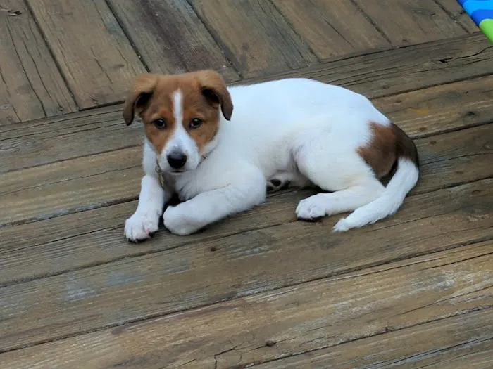 Airport Pet Emergency Clinic Picture 9