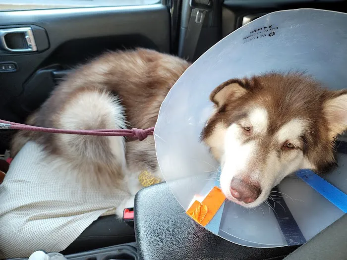 Airport Pet Emergency Clinic Picture 2