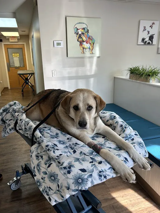 Airport Pet Emergency Clinic Picture 1