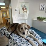 Airport Pet Emergency Clinic