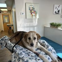 Airport Pet Emergency Clinic ico