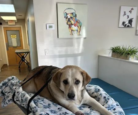 Airport Pet Emergency Clinic