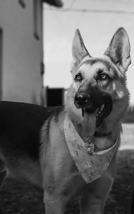 Ketron Veterinary Clinic, LLC Picture 5