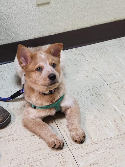 Ketron Veterinary Clinic, LLC Picture 3