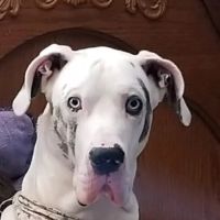 Ketron Veterinary Clinic, LLC ico