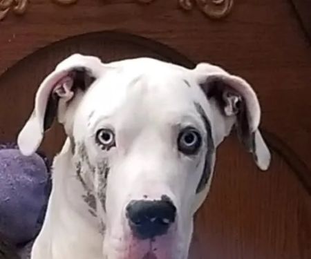 Ketron Veterinary Clinic, LLC