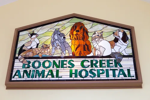 Boones Creek Animal Hospital Picture 5