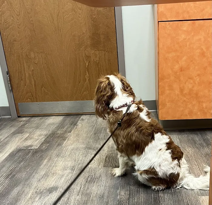 Boones Creek Animal Hospital Picture 8