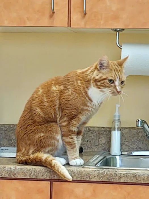 Boones Creek Animal Hospital Picture 4
