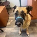 Boones Creek Animal Hospital