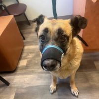 Boones Creek Animal Hospital ico