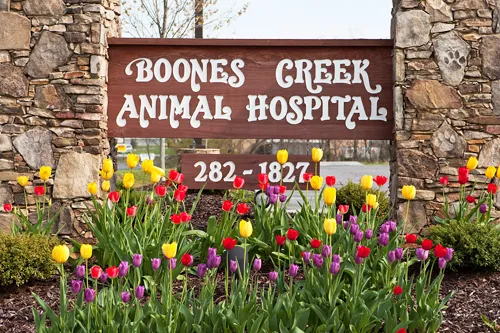 Boones Creek Animal Hospital Picture 9