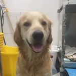 Robinson Animal Hospital