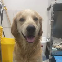 Robinson Animal Hospital ico