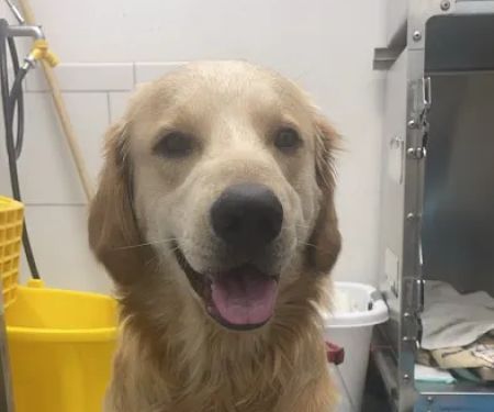 Robinson Animal Hospital