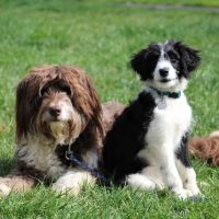 Oakwell Animal Hospital ico